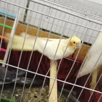 پرنده انواع عروس هلندی..|پرنده|کارون, |دیوار