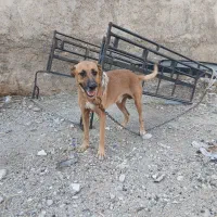 سگ.|سگ|خورموج, |دیوار