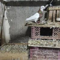 کلفه چهارتا نر