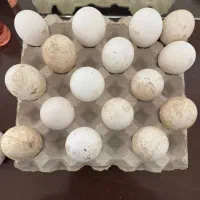 تخم نطفه دار غاز محلی و قوغاز آفریقایی