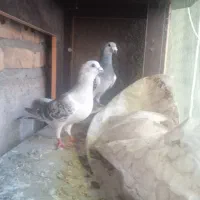 کفتر جفت گاه