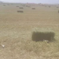 یونجه|عمده‌فروشی|سیدان, |دیوار