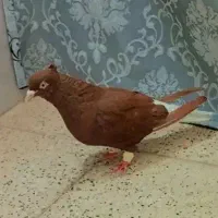 سرخ دم سفید ماده