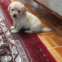 شیتزو اصیل زیبا