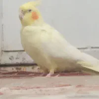 عروس پاریس|پرنده|سوسنگرد, |دیوار