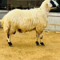 خرید/فروش/دام زنده/همایون ویلا