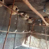 فنچ|پرنده|بندرعباس, |دیوار