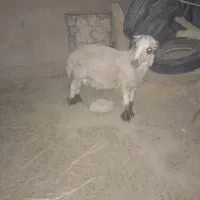 یک بره نر بفروش میرسد|حیوانات مزرعه|زهک, |دیوار