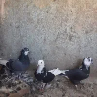 کفتر|پرنده|یزد, |دیوار