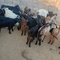 بزغاله|حیوانات مزرعه|زرندیه, |دیوار