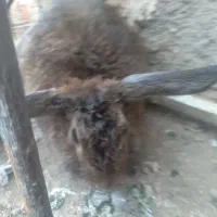 خرگوش لوپ|موش و خرگوش|قائن, |دیوار