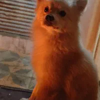 این سگ گم شده