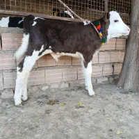دو عدد گوساله سیمینتال نر جنس اصل تمیز از گاو|حیوانات مزرعه|آق قلا, |دیوار