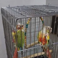 طوطی گرینچیک رنگ آناناسی