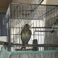 سهره قناری دهن سهره لر کرواتی