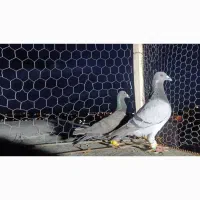 کبود نر خطی|پرنده|قزوین, |دیوار