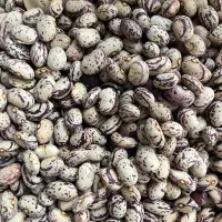 پخش عمده لوبیا چیتی تخم مرغی بوجاری شده|خوردنی و آشامیدنی|کرج, شهرک فهمیده|دیوار