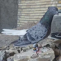 کفتر