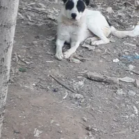 گله ای