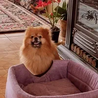 سگ پامر اصیل نر جهت جفتگیری رایگان بدون هزینه|سگ|شیراز, درکی|دیوار