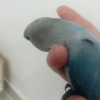 کوتوله مولد با جوجه