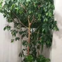 گل طبیعی|گل و گیاه طبیعی|اهر, |دیوار