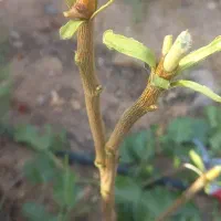 پیوند پسته