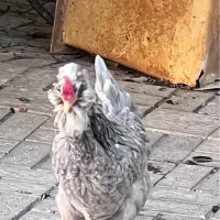 تخم مرغ گلین طوسی