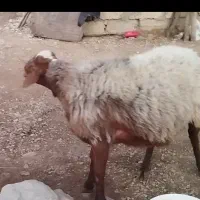 قوچ. یا ورن. یا قورچ