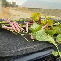 لوبیا چیتی امسال