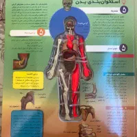 کتاب بدن انسان را بشناسید|کتاب و مجله آموزشی|تهران, باشگاه نفت|دیوار