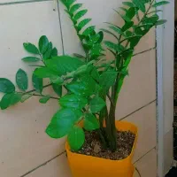 گل طبیعی اپارتمانی|گل و گیاه طبیعی|فسا, |دیوار