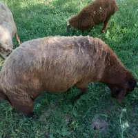 دوراس گوسفند نر بزرگ و ۲راس بزغاله نر