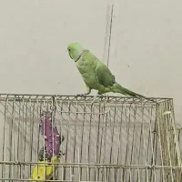 طوطی ملنگو نر