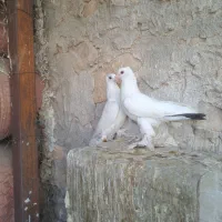 دمبی|پرنده|دهدشت, |دیوار