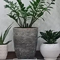 گل زاموفیلیا