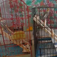 ۳ تا عروس هلندی، سالم و سرحال