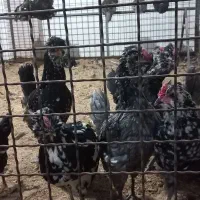 مرغ و خروس محلی و گلین|حیوانات مزرعه|کرج, کیانمهر|دیوار