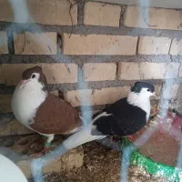 جفت دوبال سرخ و سیاه