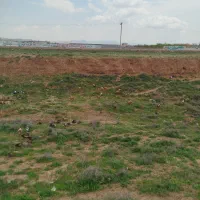 بوقلمون و جوجه گوشتی خروس کاکلی   بره  میش قوچ