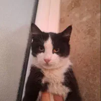 گربه تاکسیدو|گربه|زنجان, |دیوار