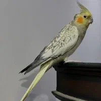 عروس هلندی ماده|پرنده|ری, اقدسیه|دیوار