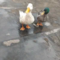 اردک|حیوانات مزرعه|تهران, منیریه|دیوار