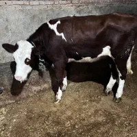 گوساله ماده اماده کل