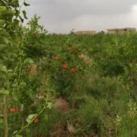 باغ