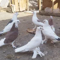 کبوتر|پرنده|اصفهان, شهشهان|دیوار