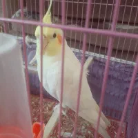 یک جفت مرغ عشق ویک عروس هلندی نرسخنگو|پرنده|گلپایگان, |دیوار