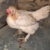 مرغ محلی دیلگونی۱۸۰۰،بچ خروس دیلگونی ۶۵۰