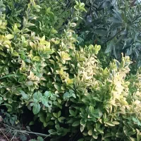 شمشاد|گل و گیاه طبیعی|چابکسر, |دیوار