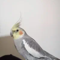 عروس هلندی نر دستی سخنگو|پرنده|شاهینشهر, فیض|دیوار